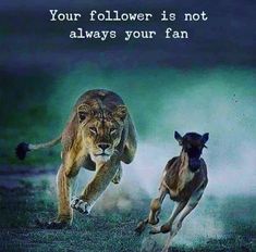 two wild animals running in the grass with a quote on it that says, your follower is not always your fan