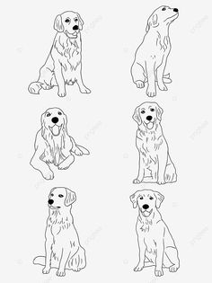 four dogs sitting and standing in different positions, black and white, line drawing, cartoon png and psd