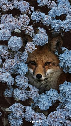 a fox is surrounded by blue flowers