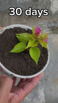 a hand holding a small potted plant with the words 30 days written on it