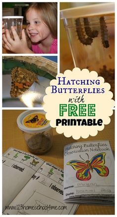 a book with pictures of butterflies in it and the title, hatching butterflies chinese printable