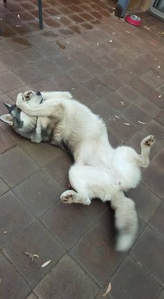 a white dog rolling around on its back