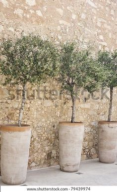 four potted olive trees in front of a stone wall with an ad for shutterstock