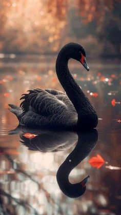 a black swan floating on top of a body of water