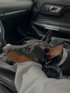 a black and brown dog sitting in the driver's seat of a car