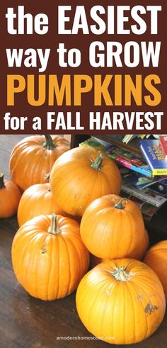 Homegrown pumpkins after harvest, text says how to grow pumpkins from seed the right way Planting Pumpkins How To Grow, Grow Pumpkins From Seeds, Plant Pumpkins, Planting Pumpkin Seeds, When To Plant Pumpkins, Raised Bed Gardens, Pumpkins For Halloween