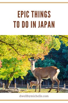 two deer standing next to each other with the words epic things to do in japan