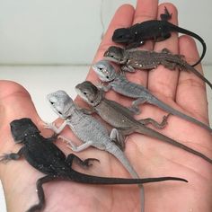 five geckos sitting in the palm of someone's hand