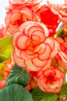 an orange and red flower with green leaves