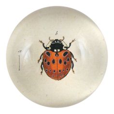 a white plate with a lady bug on it's front and back sides, in the shape of a circle