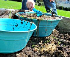 two blue buckets filled with dirt and plants