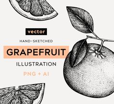 hand - sketched grapefruit illustration with oranges