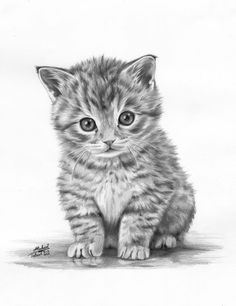 a pencil drawing of a kitten sitting on the ground