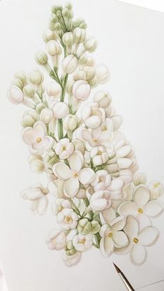 a drawing of white flowers on a piece of paper