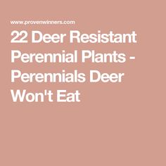 the words 22 deer resistant perennial plants - pernalis deer won't eat