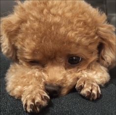 a small brown dog laying on top of a carpet