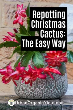 a potted plant sitting on top of a wooden table with text overlay reading repottiing christmas cactus the easy way