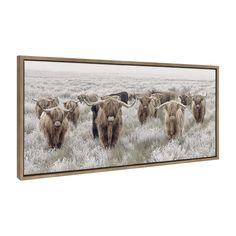 a herd of long horn cattle walking across a grass covered field with snow on the ground