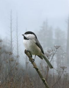 a black and white bird sitting on top of a tree branch in front of foggy forest