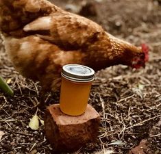 a brown chicken standing next to a wooden block with a jar on it's head