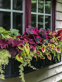 Window Box Ideas: Vibrant Foliage and Flowers in an Ornate Black Box Tropical Window Boxes, Best Plants For Window Boxes Full Sun, Shade Flower Boxes Window, Part Shade Window Boxes, Flowerbox Ideas Plants, Window Box Flowers For Partial Sun, Shade Window Box Ideas, Full Sun Window Box Ideas, Window Box Flowers For Sun