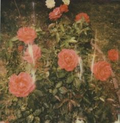 a polaroid photograph of red roses in the grass