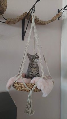 a cat sitting in a hammock hanging from the ceiling