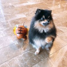 a small dog is standing next to a toy