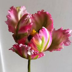 two pink flowers are in a vase on a white table top, with water droplets coming out of the petals