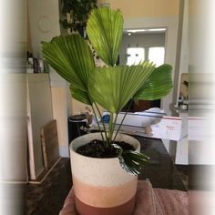 a potted plant sitting on top of a table