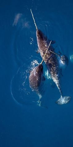 three dolphins swimming in the water with their heads above the water's surface and one is holding a fishing pole