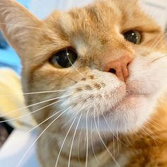 an orange and white cat looking up at the camera