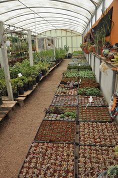 several rows of plants in greenhouses with dirt flooring and glass walls on both sides