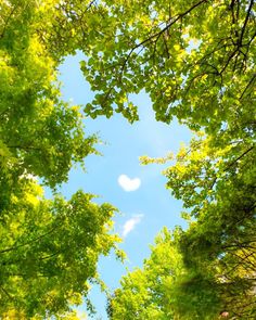 looking up into the sky through trees in a forest with leaves on them and a heart shaped cloud