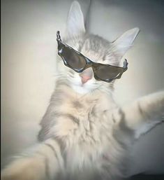 Meme Chat, Cat Profile, Funny Cat Wallpaper, Dancing Cat, Funny Animal Photos, Silly Cats Pictures, Cute Cats Photos, Cat Icon