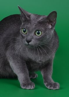 a gray cat with green eyes sitting on top of a green surface and looking at the camera