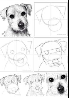 the steps to draw a dog's face