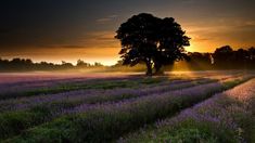 a lone tree stands in the middle of a lavender field at sunset with rays coming through the clouds