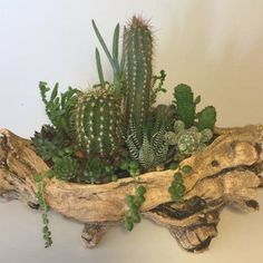 an arrangement of succulents and other plants in a driftwood planter