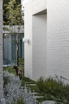 a dog is standing in the grass next to a white brick wall and tree with green leaves