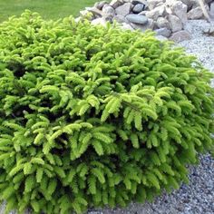 a green plant sitting in the middle of a gravel area next to rocks and grass