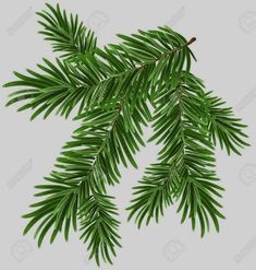 the branches of pine trees on a white background