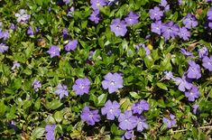 some purple flowers are growing in the grass