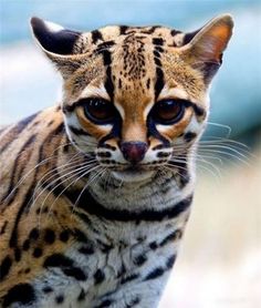 a close up of a small cat on a dirt ground