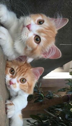 two orange and white kittens playing with each other