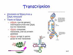 a diagram of the structure of a gene