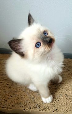 a white and brown kitten with blue eyes sitting on a mat next to a wall