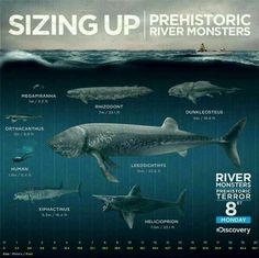 an image of a poster showing different types of sharks in the ocean with caption saying, size up prehistic river monsters