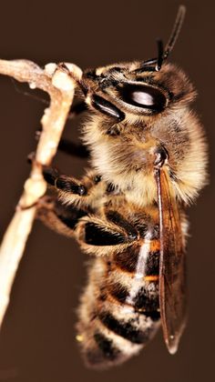 a close up of a bee on a twig