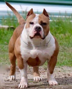 a small brown and white dog standing on top of a dirt field next to green grass